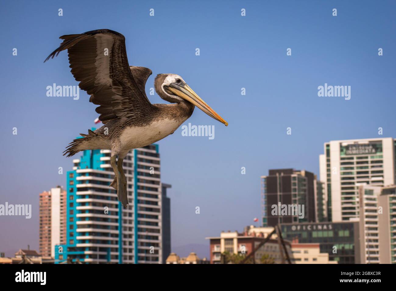 Fliegender Pellican mit ausgedehnten Flügeln und Gebäuden mit blauem Himmel im Hintergrund. Pelecanus Thagus, Pelícano, alcatraz, Huajache Stockfoto