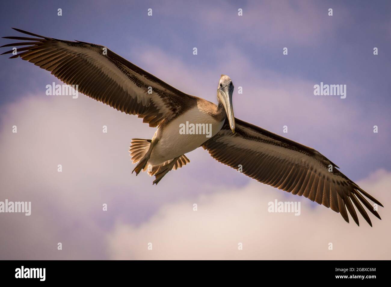 Fliegender Pellican mit voll ausgestreckten Flügeln und Blick auf die Kamera mit Himmel im Hintergrund. Pelecanus Thagus, Pelícano, alcatraz, Huajache. Antofag Stockfoto