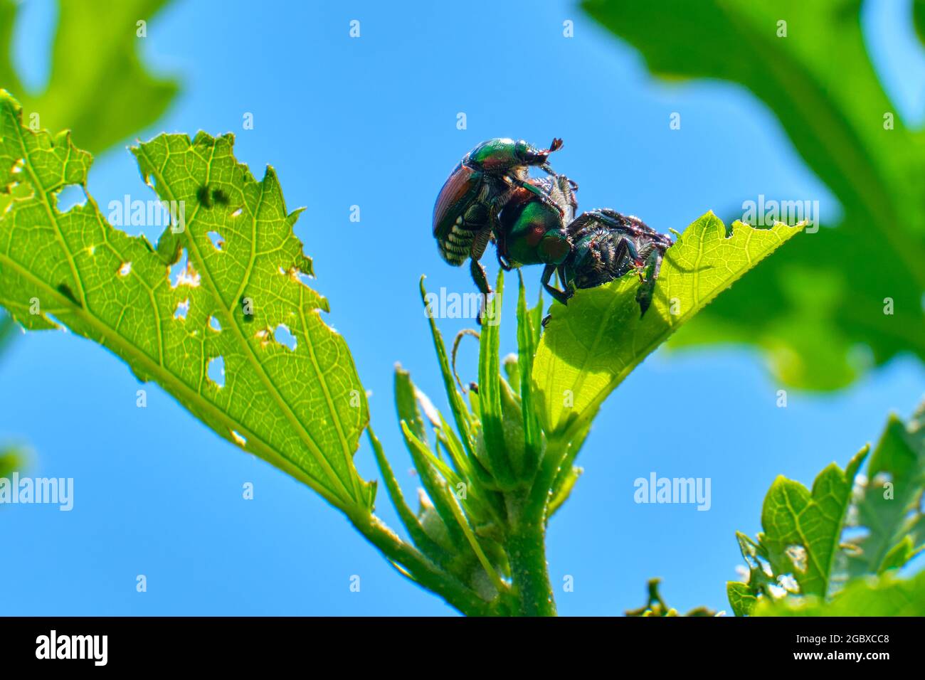 Japanischer Käfer (Popillia japonica) Stockfoto