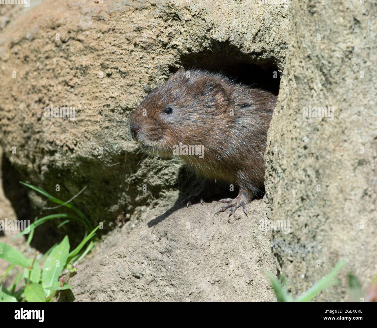 Europäische Wasserwühlmaus Stockfoto