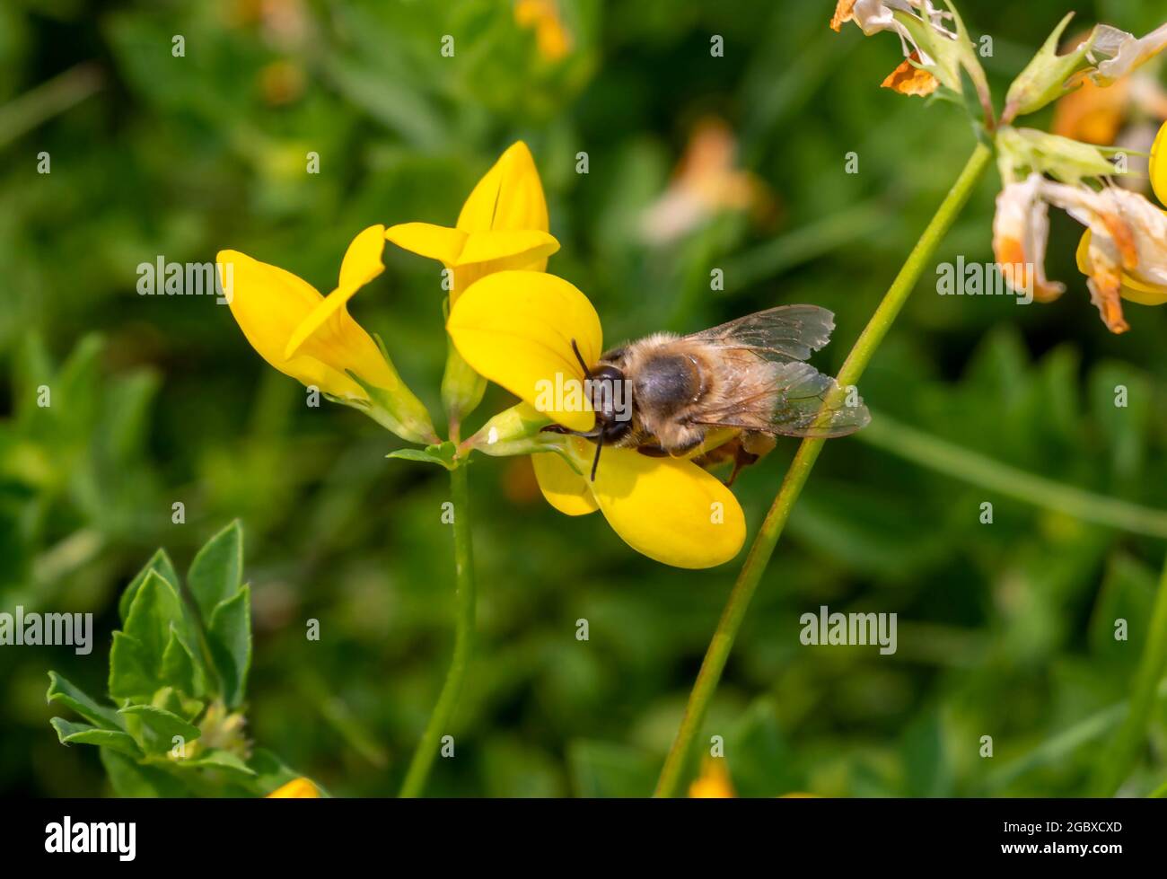 Westliche Honigbiene, APIs mellifera, die sich mit Nektar von Vogelfuss-Trefoil, Lotus corniculatis-Blüte und dem Sammeln von Pollen ernährt. Stockfoto