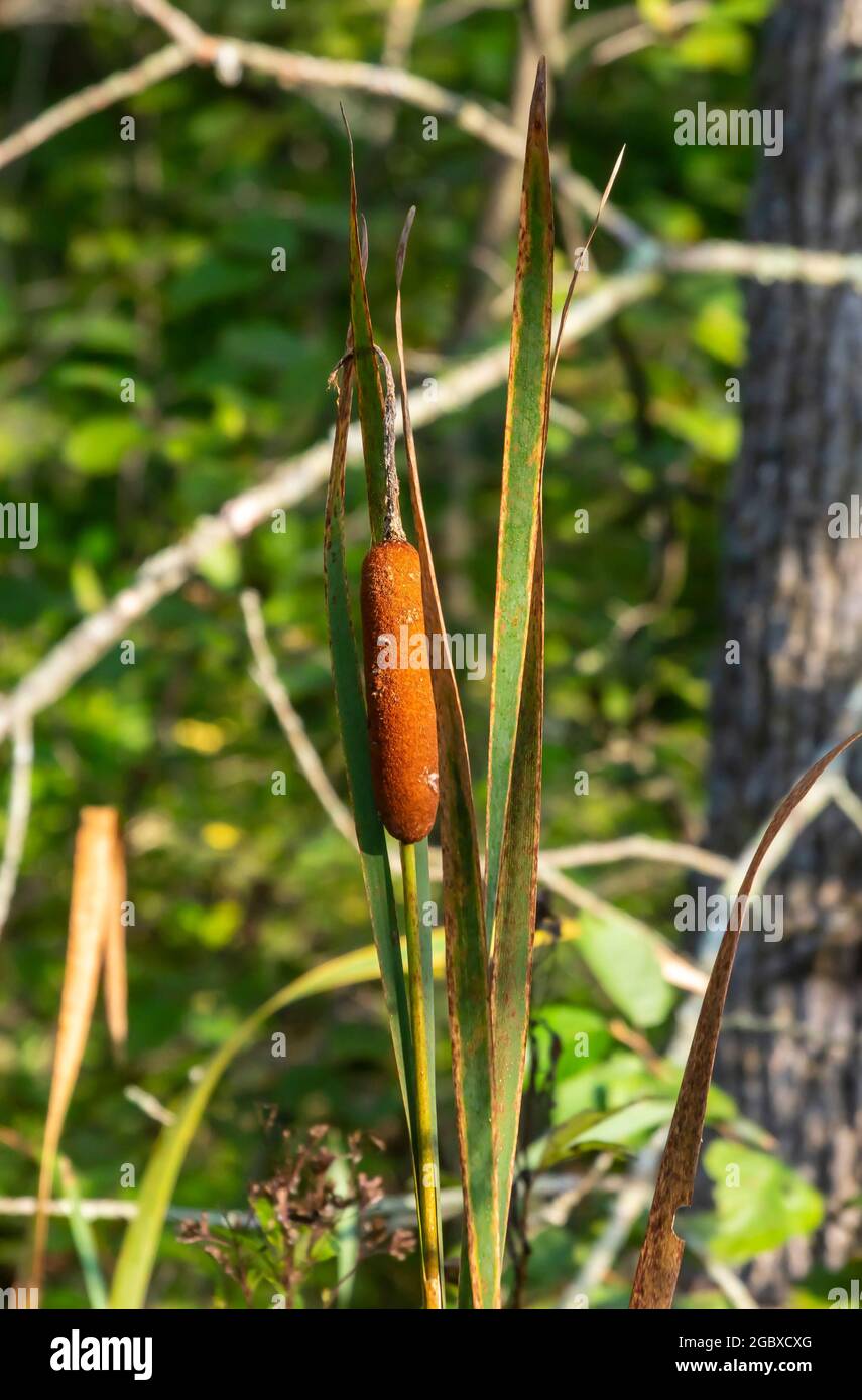 Der in Nordamerika heimische, häufig oder breitblättrige Rohrkolben Typha latifolia, auch bekannt als Bullush, kann invasiv werden. Stockfoto