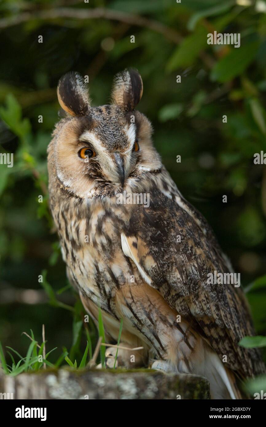 Lange eared Eule Stockfoto