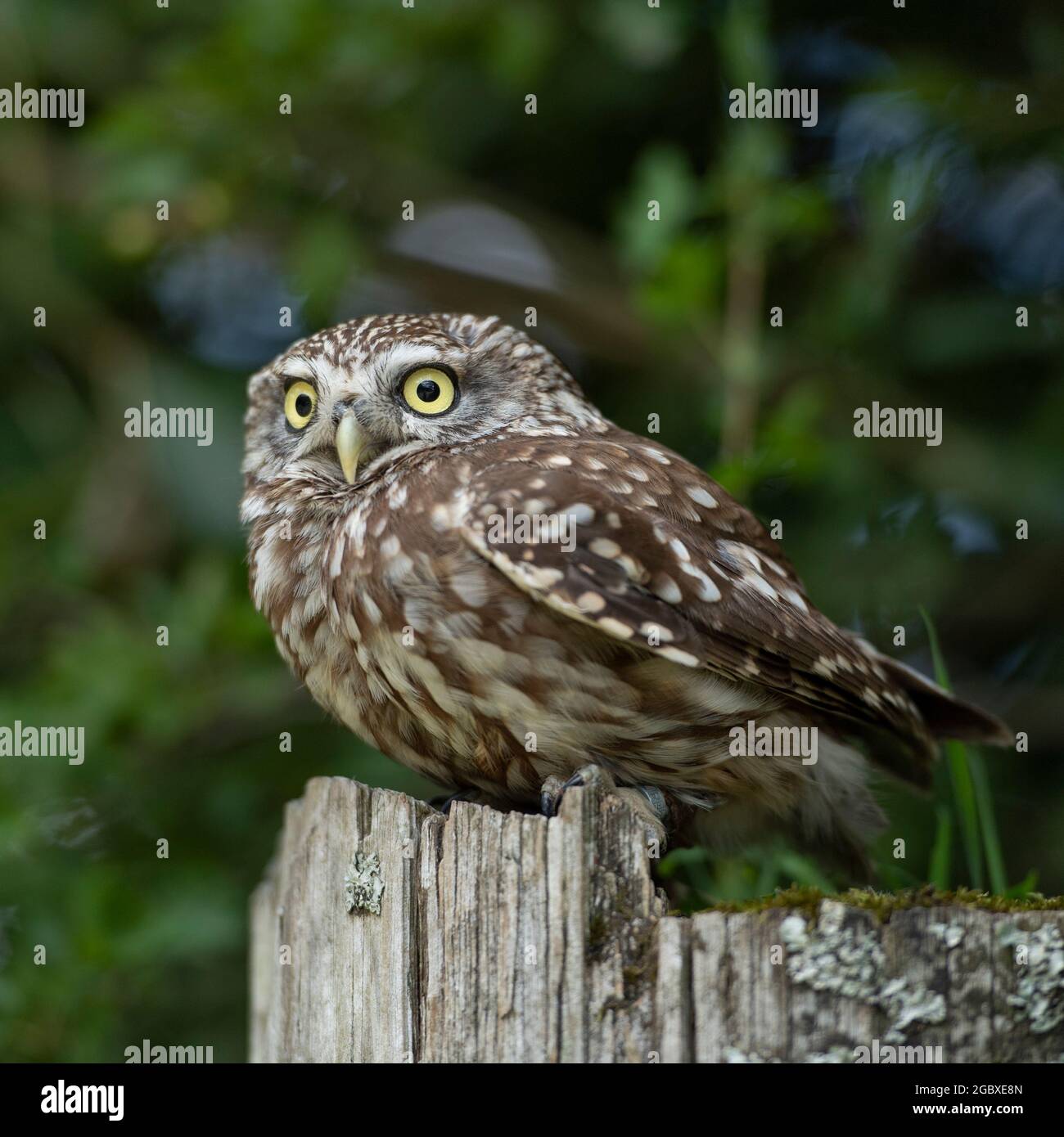 Kleine Eule, Stockfoto