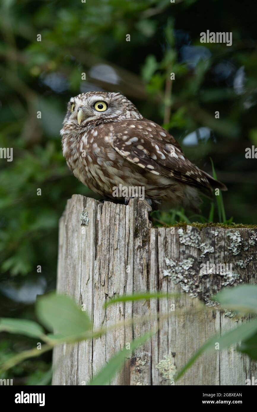Kleine Eule thront auf dem Pfosten Stockfoto