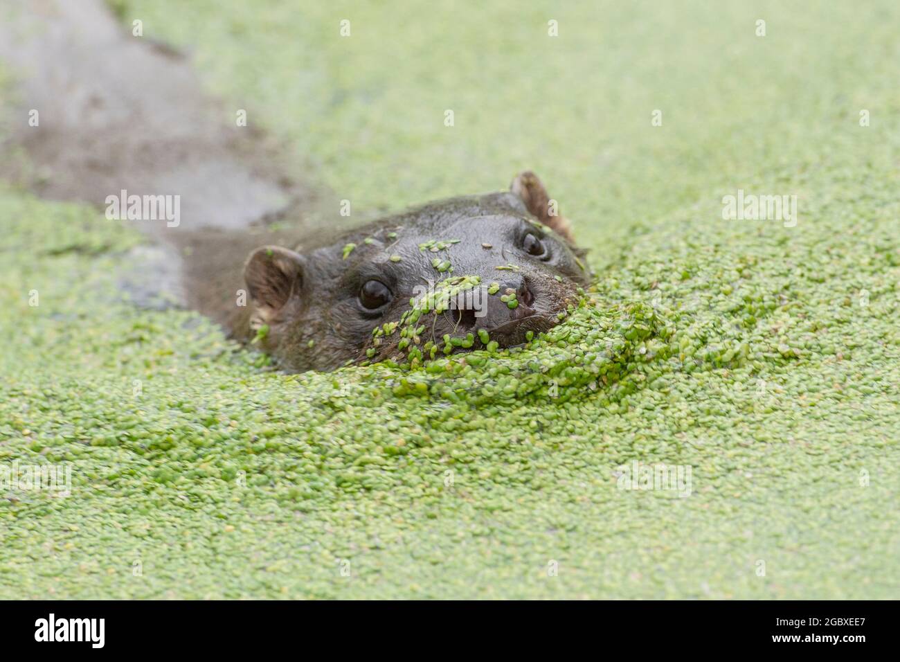 Europäischer Otter, Lutra lutra Stockfoto