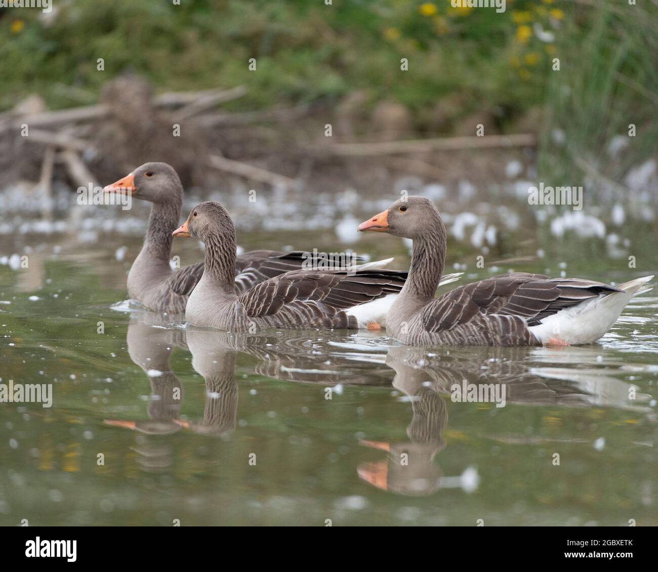 Graugänse Stockfoto