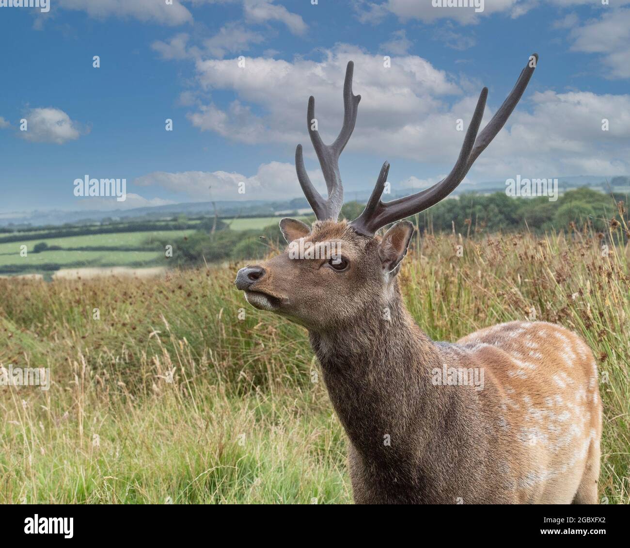 hirsch aus sika (Cervus nippon) Stockfoto