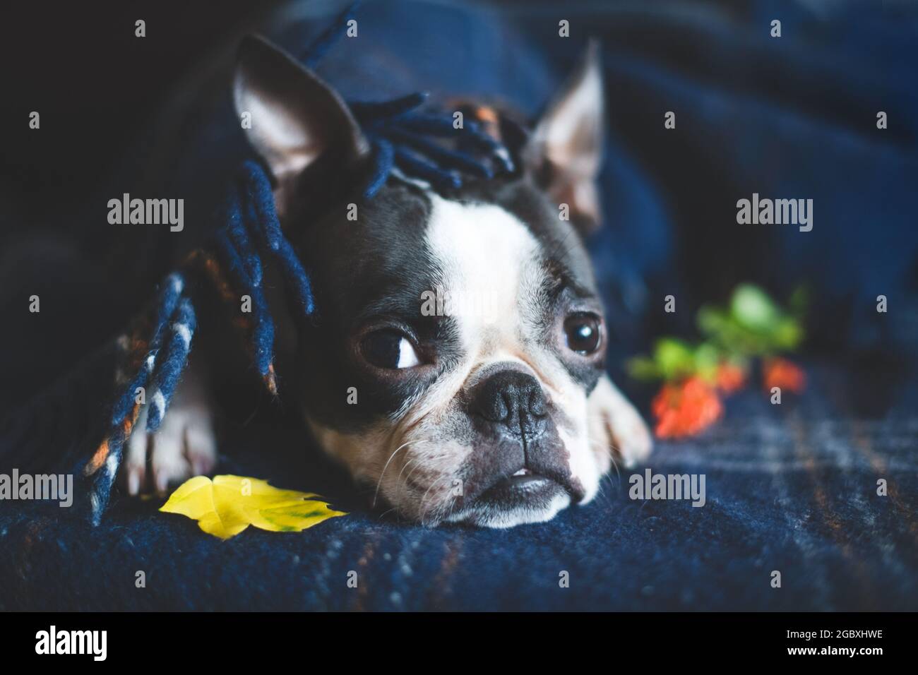 Herbstporträt eines verschnauften Boston Terrier Hundes, zu Hause in eine warme, kuschelige Decke gehüllt. Das Konzept von Komfort und Wärme. Entspannen Sie sich im Herbst. Stockfoto