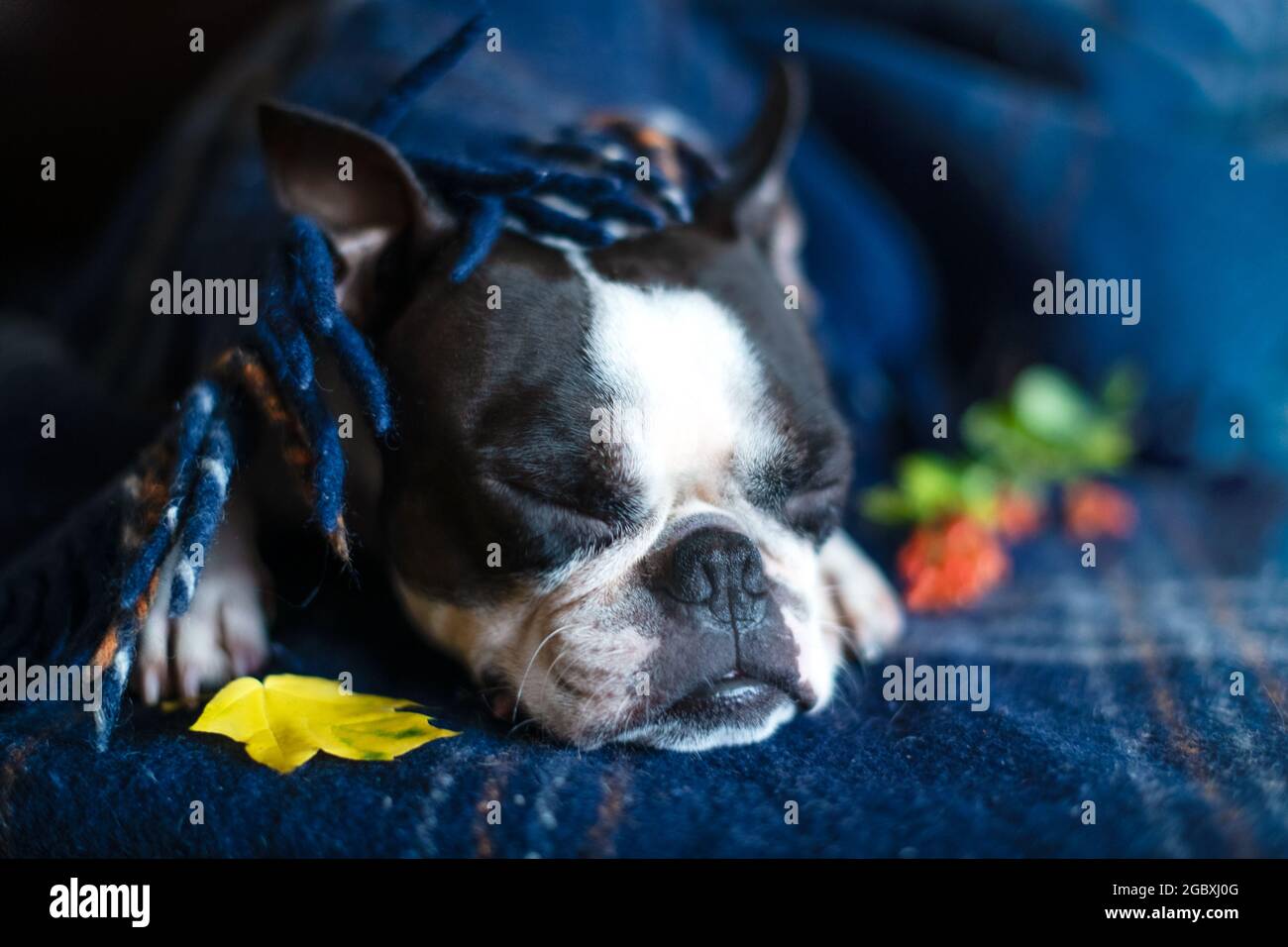 Herbstporträt eines verschnauften Boston Terrier Hundes, zu Hause in eine warme, kuschelige Decke gehüllt. Das Konzept von Komfort und Wärme. Entspannen Sie sich im Herbst. Stockfoto