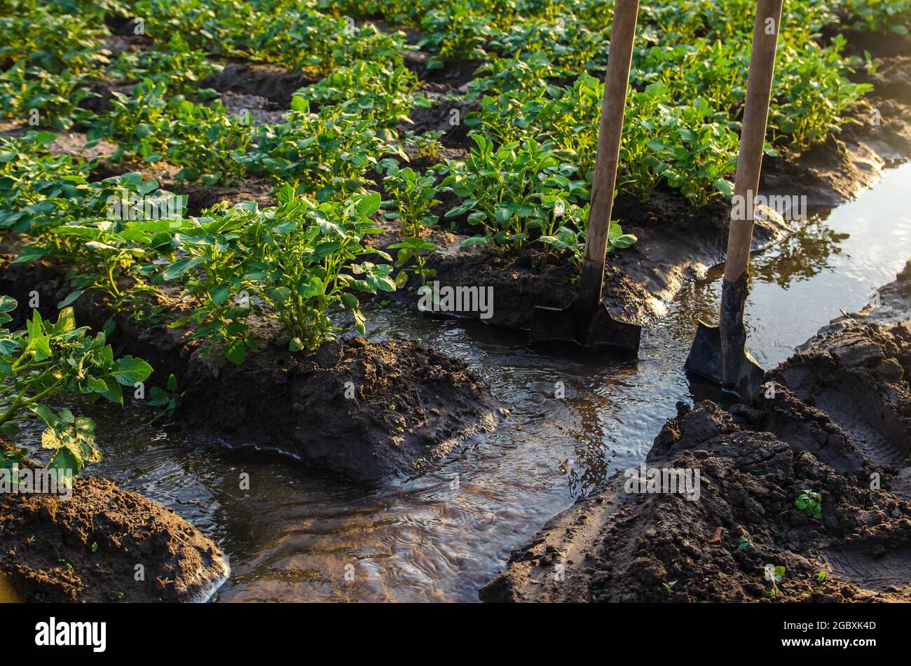 Verwaltung der Bewässerung von Kartoffelplantagen. Schaufeln, die in den Wasserstrahl für die Richtung der Flüsse zu den Plantagenreihen eingeklemmt sind. Landwirtschaft und Landwirtschaft. Traditionell Stockfoto