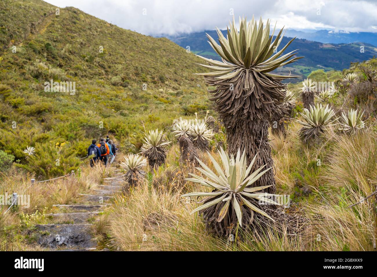 Frailejones, endemische Blüten der Paramo südamerikas, Páramo de Chingaza, Kolumbien. Stockfoto