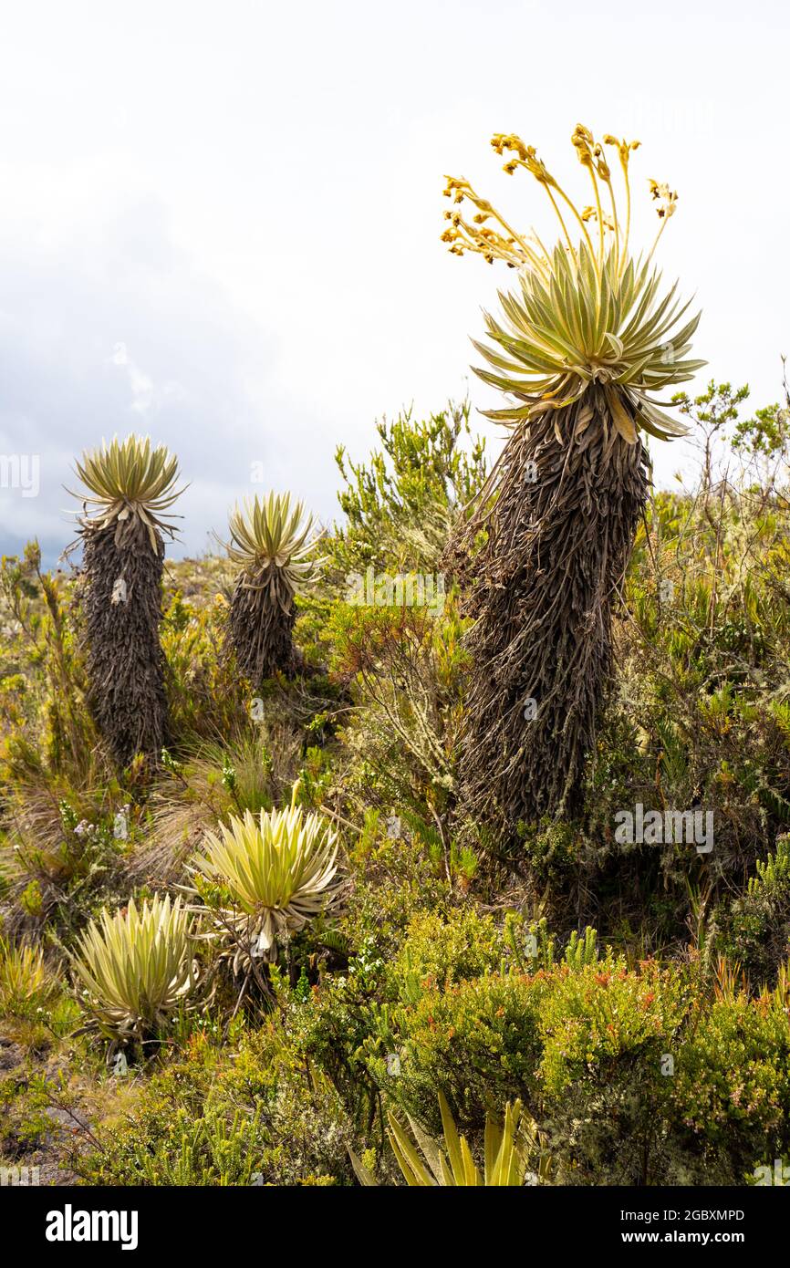Frailejones, endemische Blüten der Paramo südamerikas, Páramo de Chingaza, Kolumbien. Stockfoto