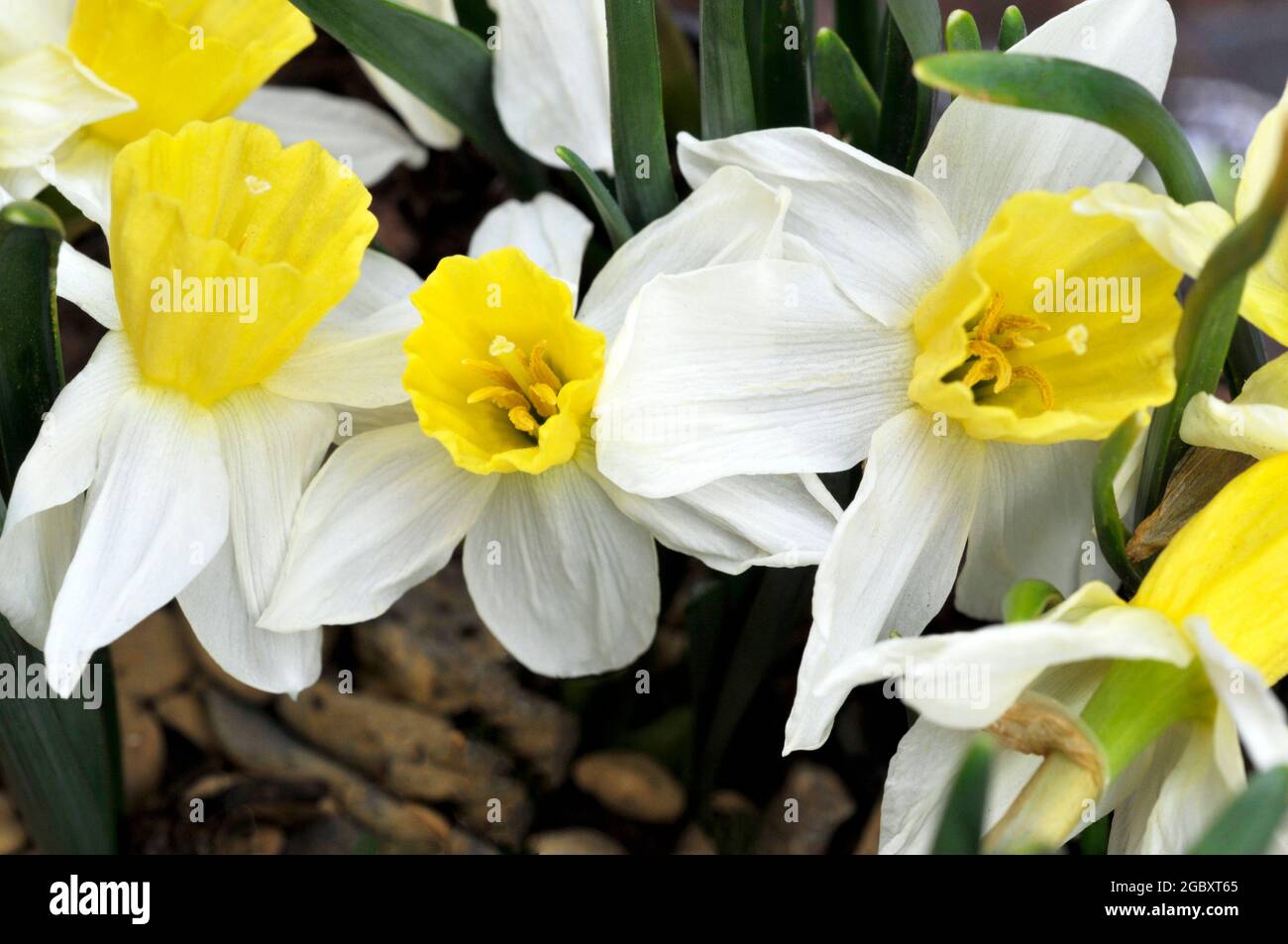 Nahaufnahme von Narcissus Segelboot im Frühjahr. Narcissus Segelboot ist eine weiße und Zitronendivision 7Jonquilla Narfodil, die zu weiß ändern kann, wie es reift Stockfoto