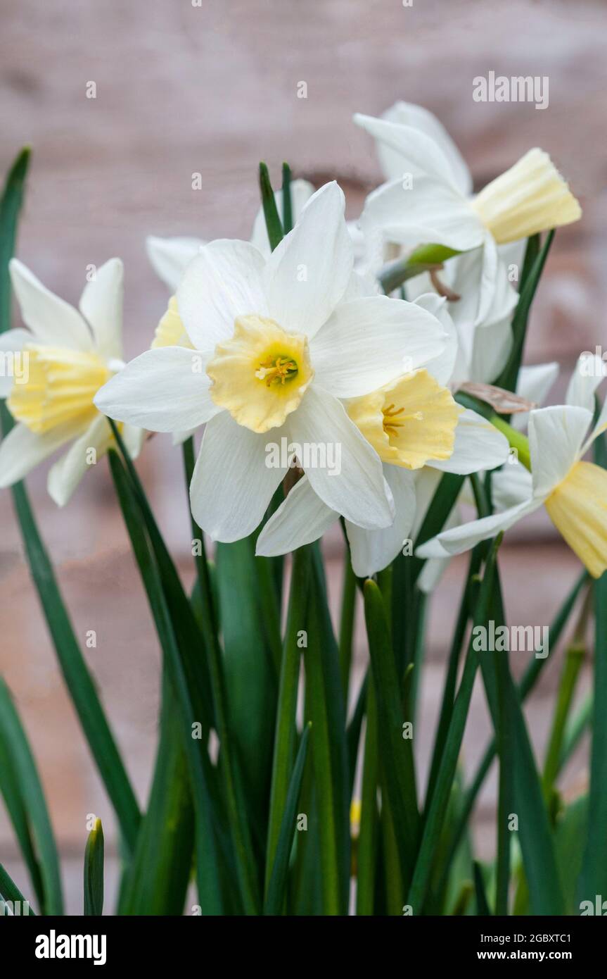 Nahaufnahme von Narcissus Segelboot im Frühjahr. Narcissus Segelboot ist eine weiße und Zitronendivision 7Jonquilla Narfodil, die zu weiß ändern kann, wie es reift Stockfoto