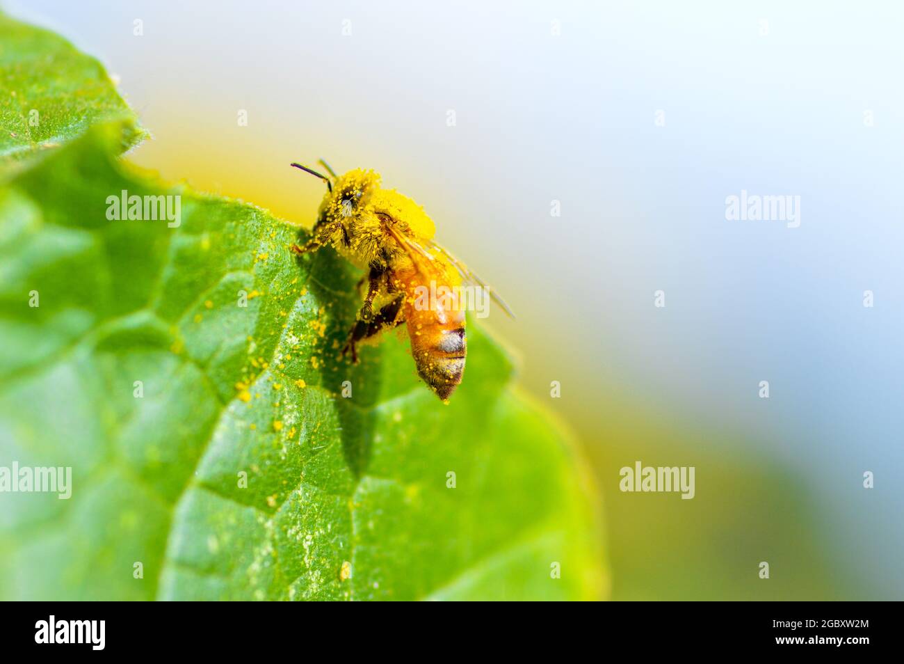 Bienen in Pollen bedeckt Stockfoto