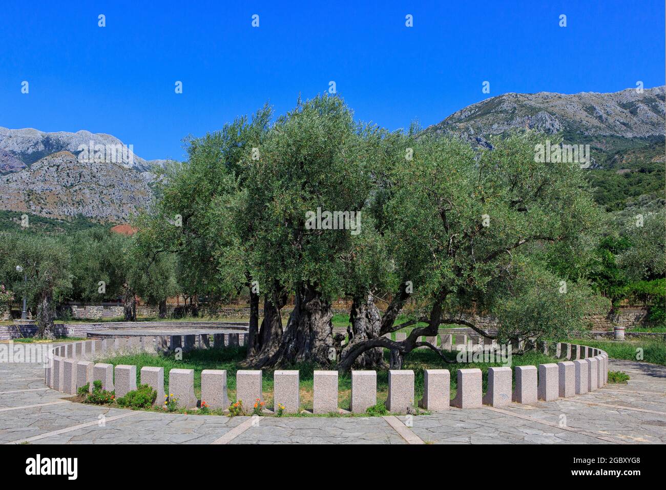 ltester olivenbaum der welt -Fotos und -Bildmaterial in hoher Auflsung   Alamy