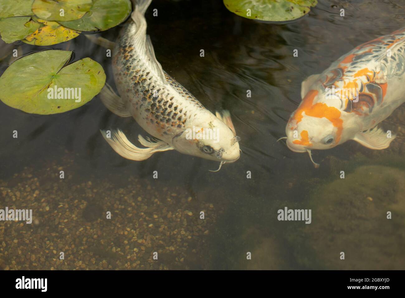 Fische in einem japanischen Teich. Zierfische in einem knstlichen  Reservoir. Tiere schwimmen im Wasser Stockfotografie - Alamy