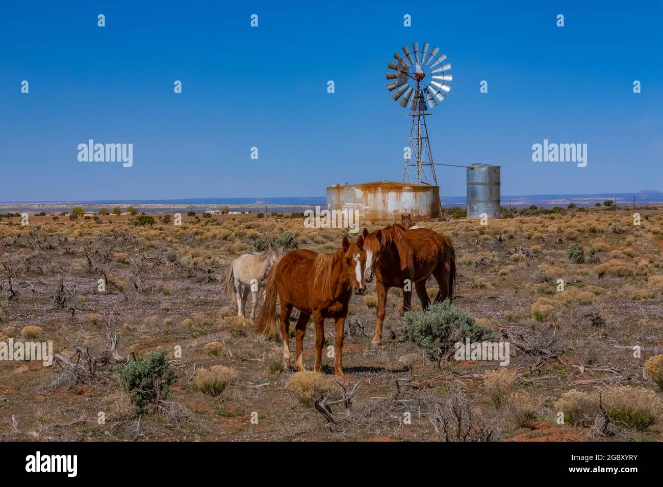 Pferde und Windmühle auf dem Land in der Nähe des Hovenweep National Monument, Grenzland von Utah, und Colorado, USA [Keine Eigentumsfreigabe; nur redaktionelle Lizenzierung] Stockfoto