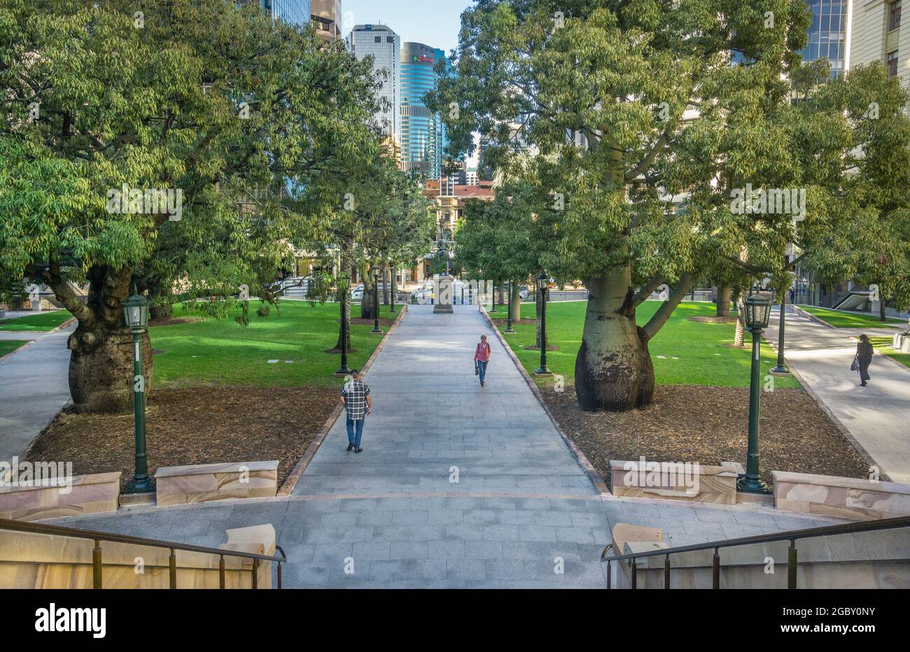 Queensland Flaschenbäume (Brachychiton rupestris) im Anzac Square Memorial Park, City of Brisbane Queensland, Australien Stockfoto