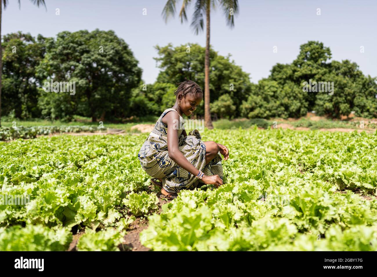 In diesem Bild erntet ein glückliches kleines afrikanisches Dorfmädchen Salat aus dem Garten ihres Vaters Stockfoto