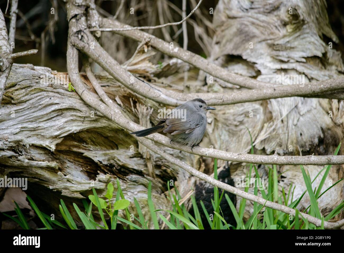 Katzenvögel im Frühling Migration in Texas Stockfoto