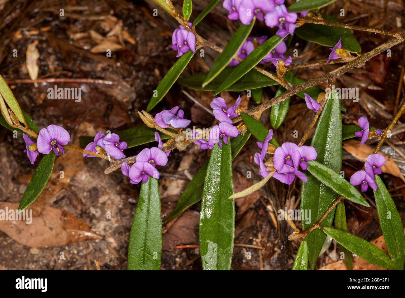 Bunte Wildblumen, leuchtend violette Blüten und dunkelgrüne Blätter von Hovea acutifolia, Purple Pea Bush, einem australischen einheimischen Strauch Stockfoto