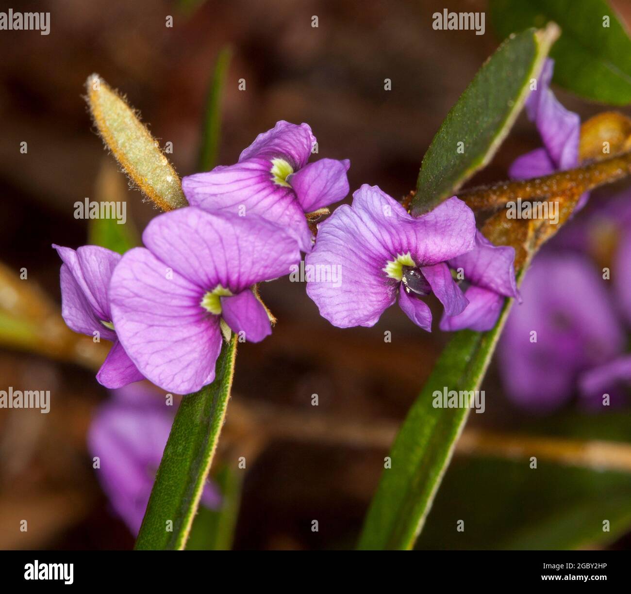 Bunte Wildblumen, leuchtend violette Blüten und dunkelgrüne Blätter von Hovea acutifolia, Purple Pea Bush, einem australischen einheimischen Strauch Stockfoto