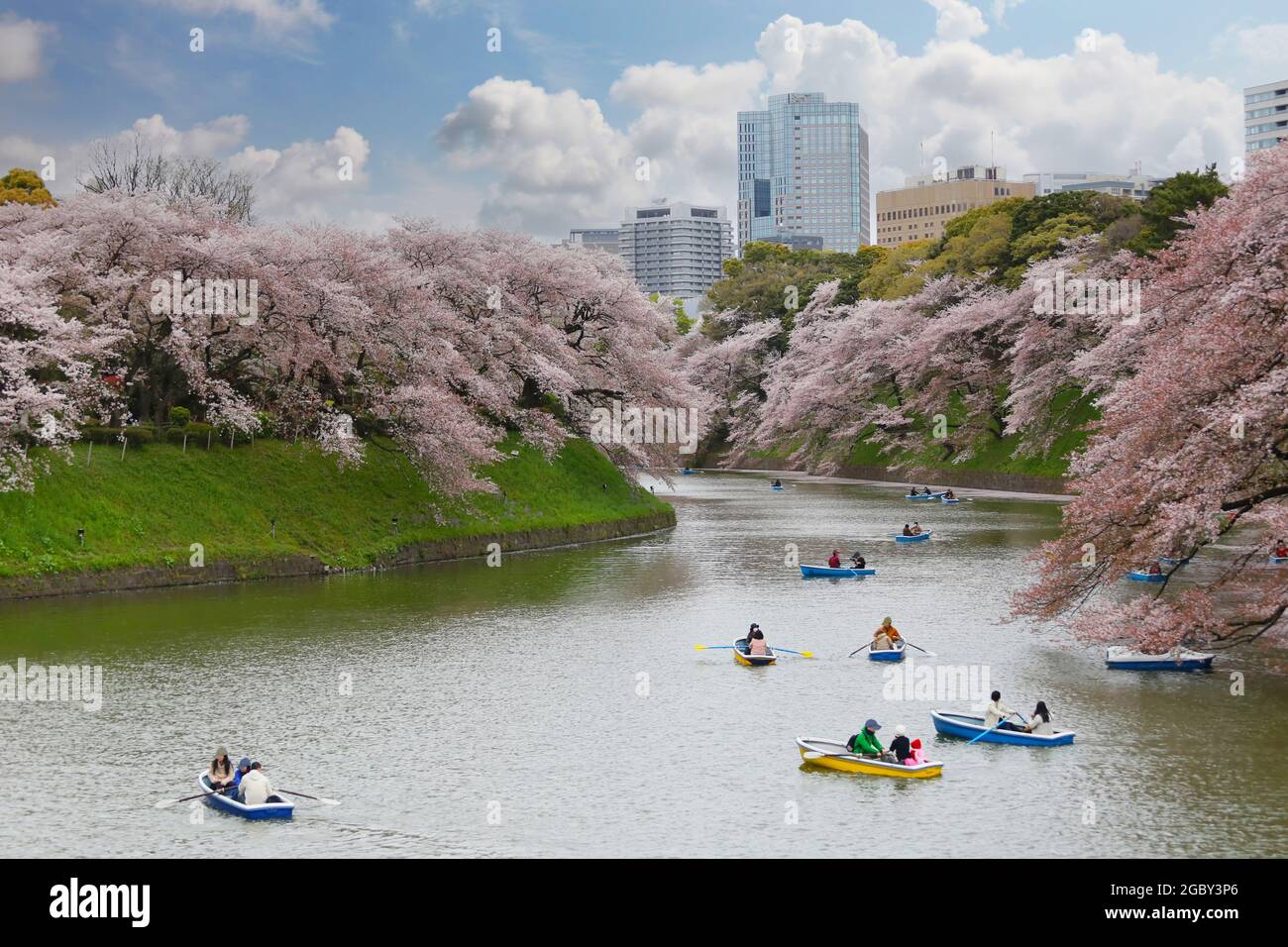 Sakura Baum mit Blüte im Chidorigafuchi Park, Präfektur Tokio in Japan. Stockfoto