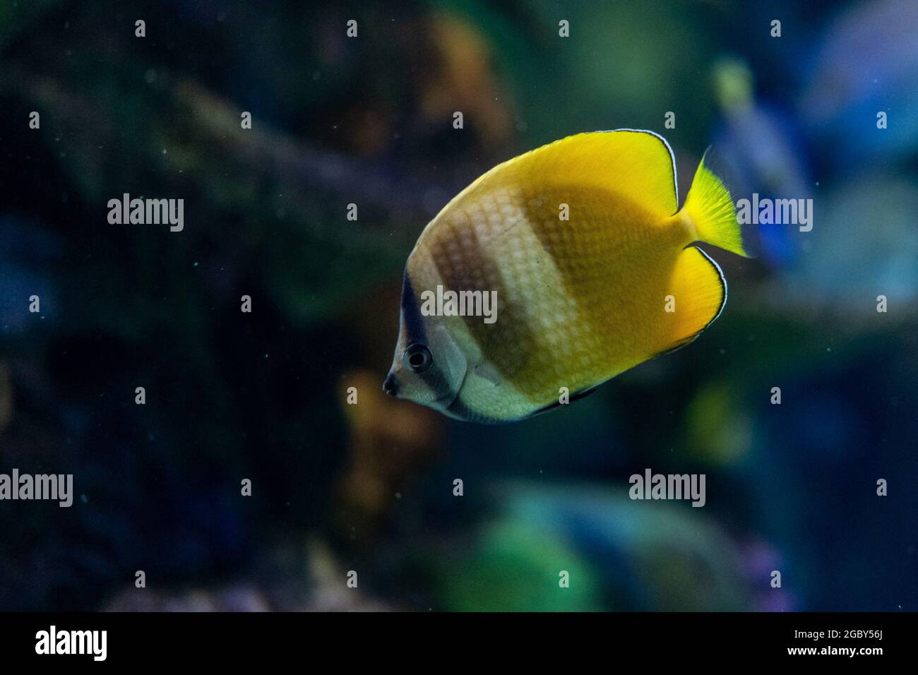 Farbenfrohe Fische, die typisch für den Lebensraum des Korallenriffs sind Stockfoto