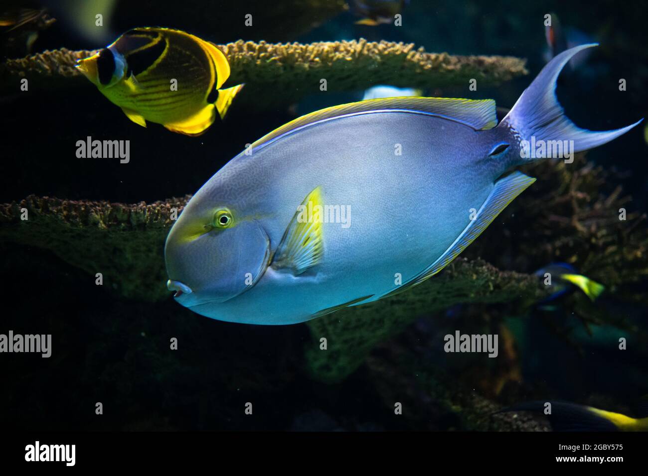 Farbenfrohe Fische, die typisch für den Lebensraum des Korallenriffs sind Stockfoto