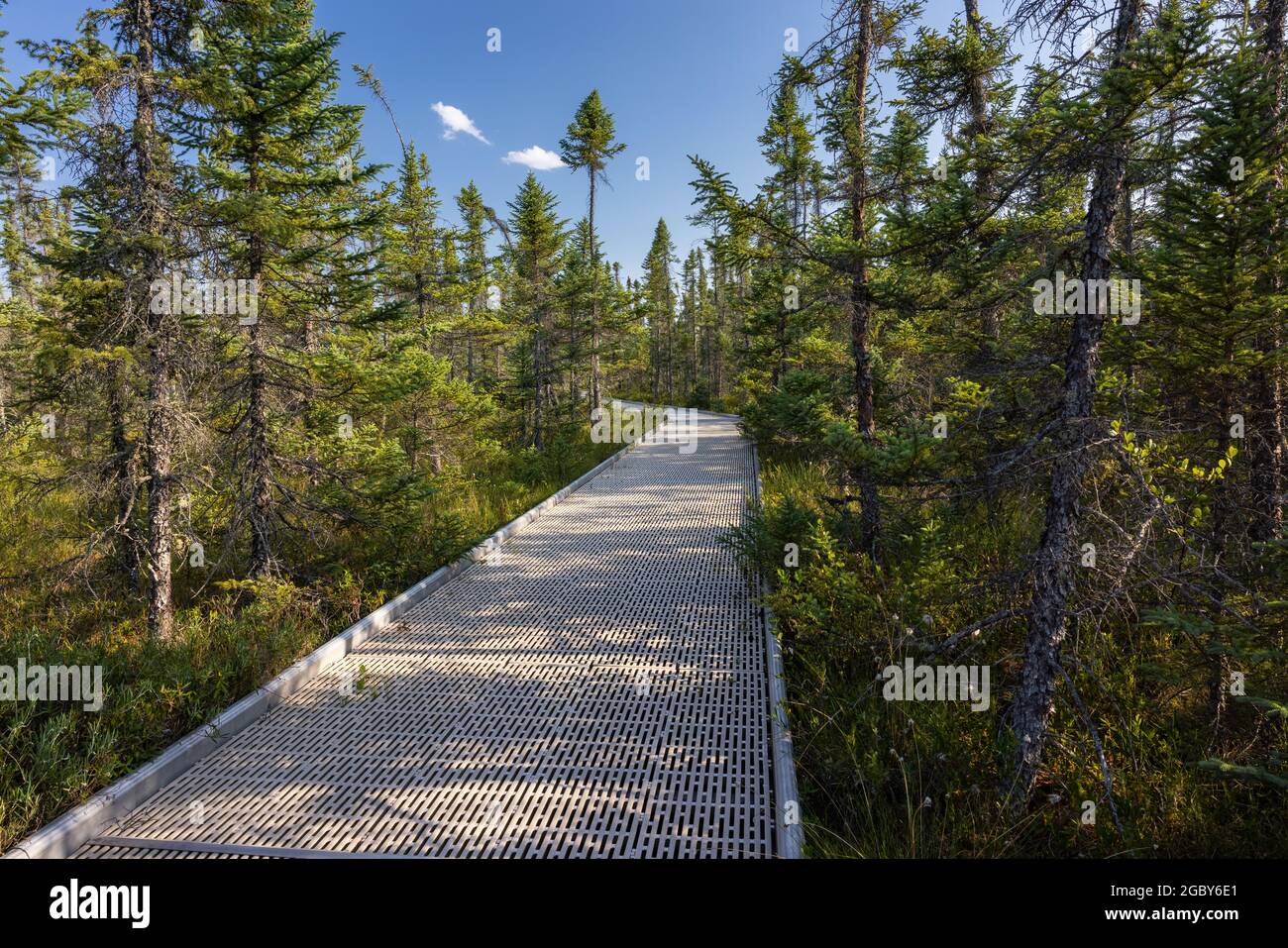 Boardwalk-Wanderweg im Moor Stockfoto