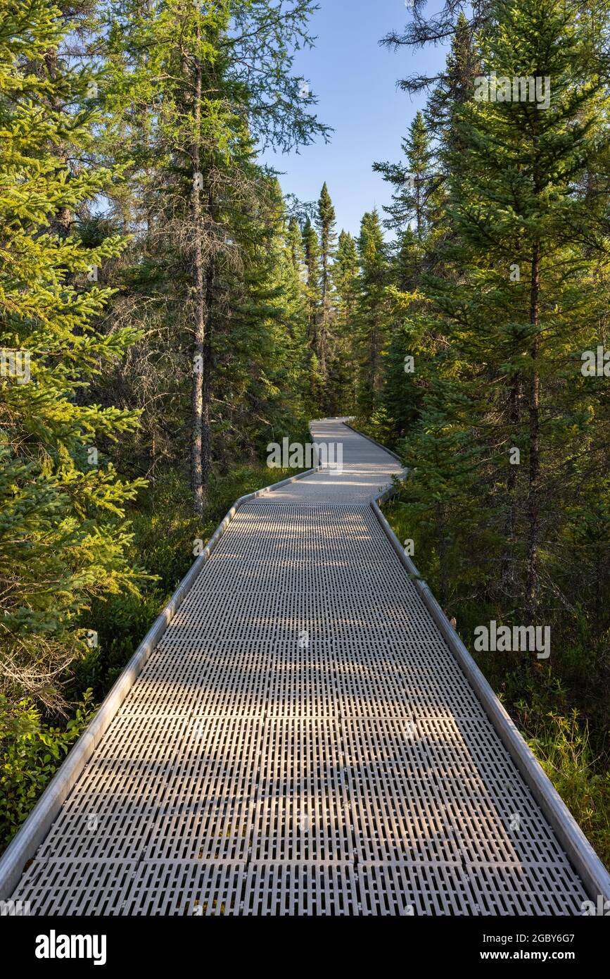 Boardwalk-Wanderweg im Moor Stockfoto