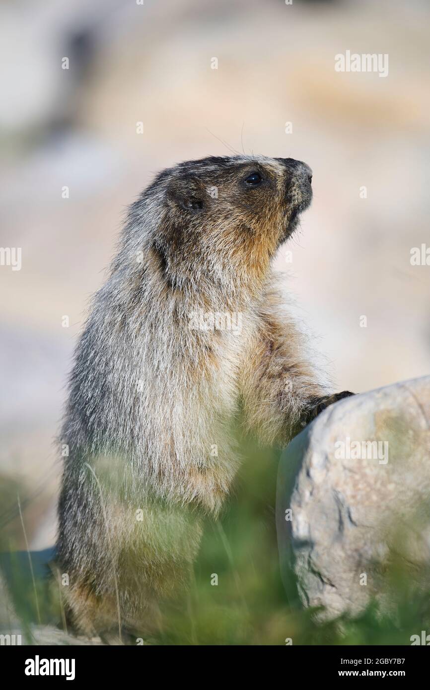 Hoary Murmot (Marmota caligata), Spray Lakes Provincial Park, Kananaskis Country, Alberta, Kanada. Stockfoto