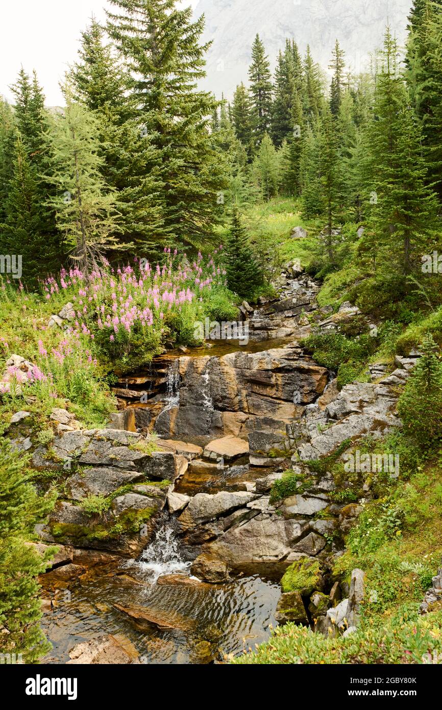 Kleiner Wasserfall am Chester Lake Trail, Kananaskis Country, Alberta, Kanada. Stockfoto