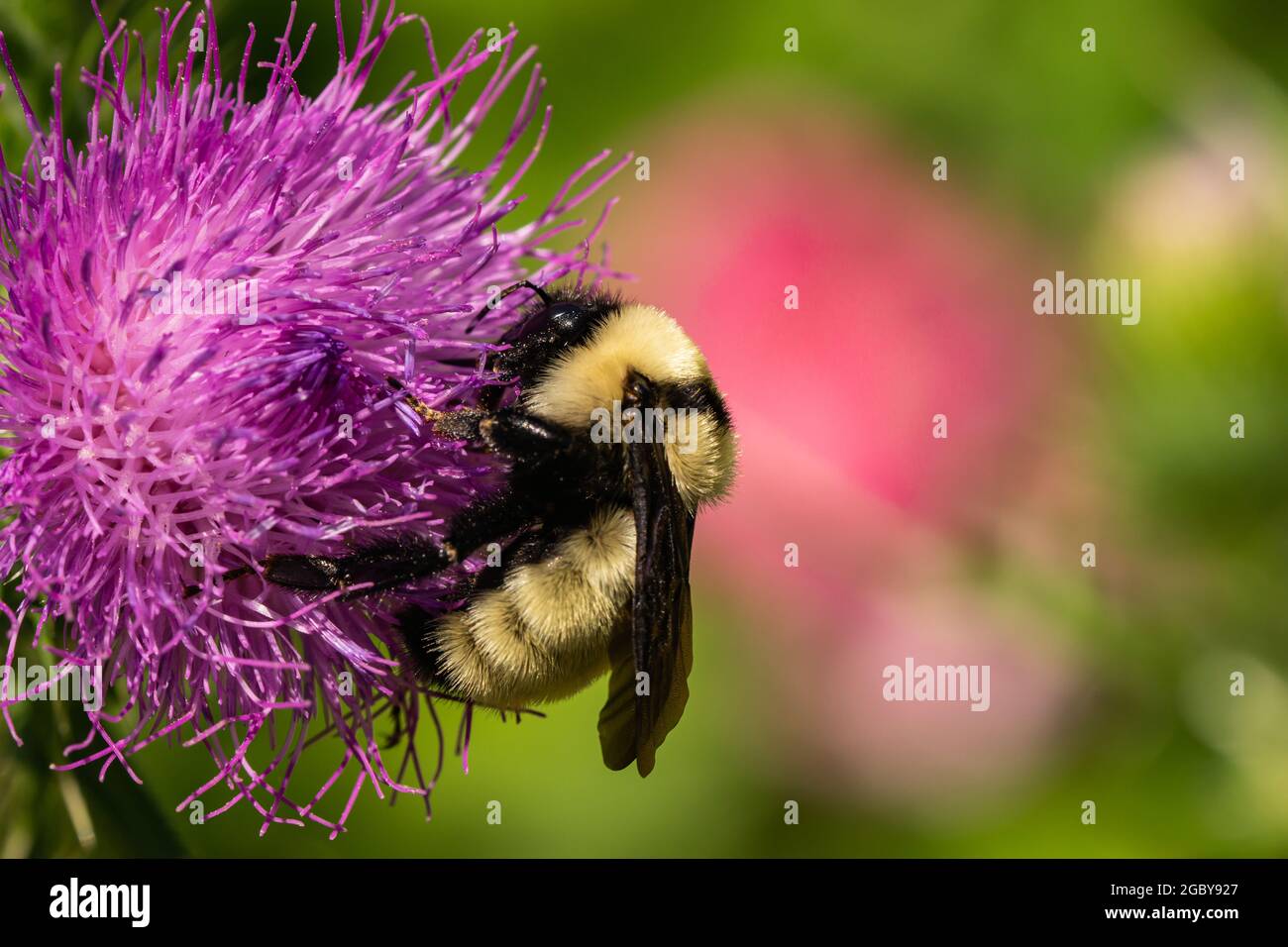 Nördliche goldene Bumblebee auf Bullen Thistle Flowers Stockfoto