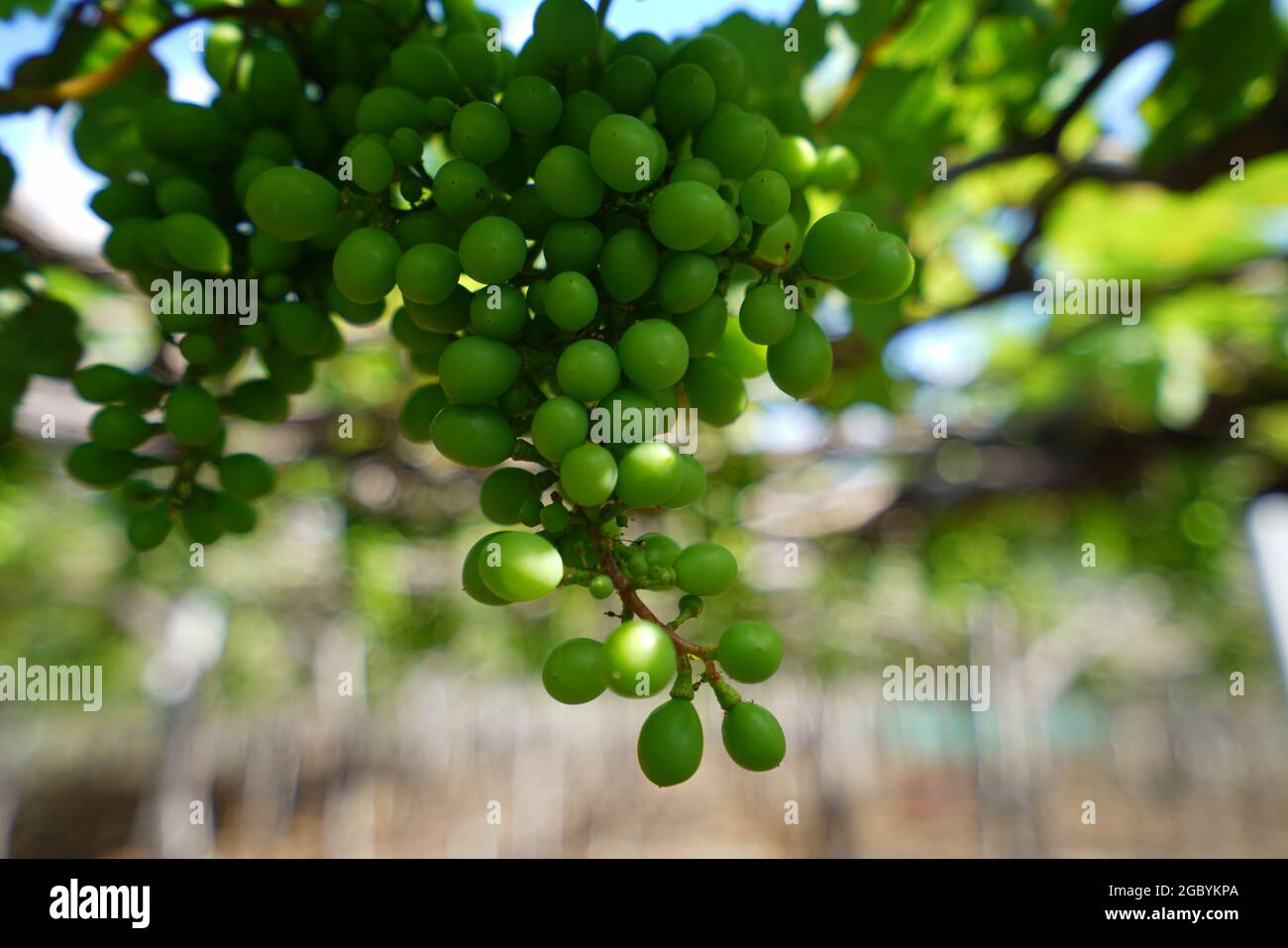 Schöner Garten mit Trauben in Ninh Thuan Provinz Südvietnam Stockfoto