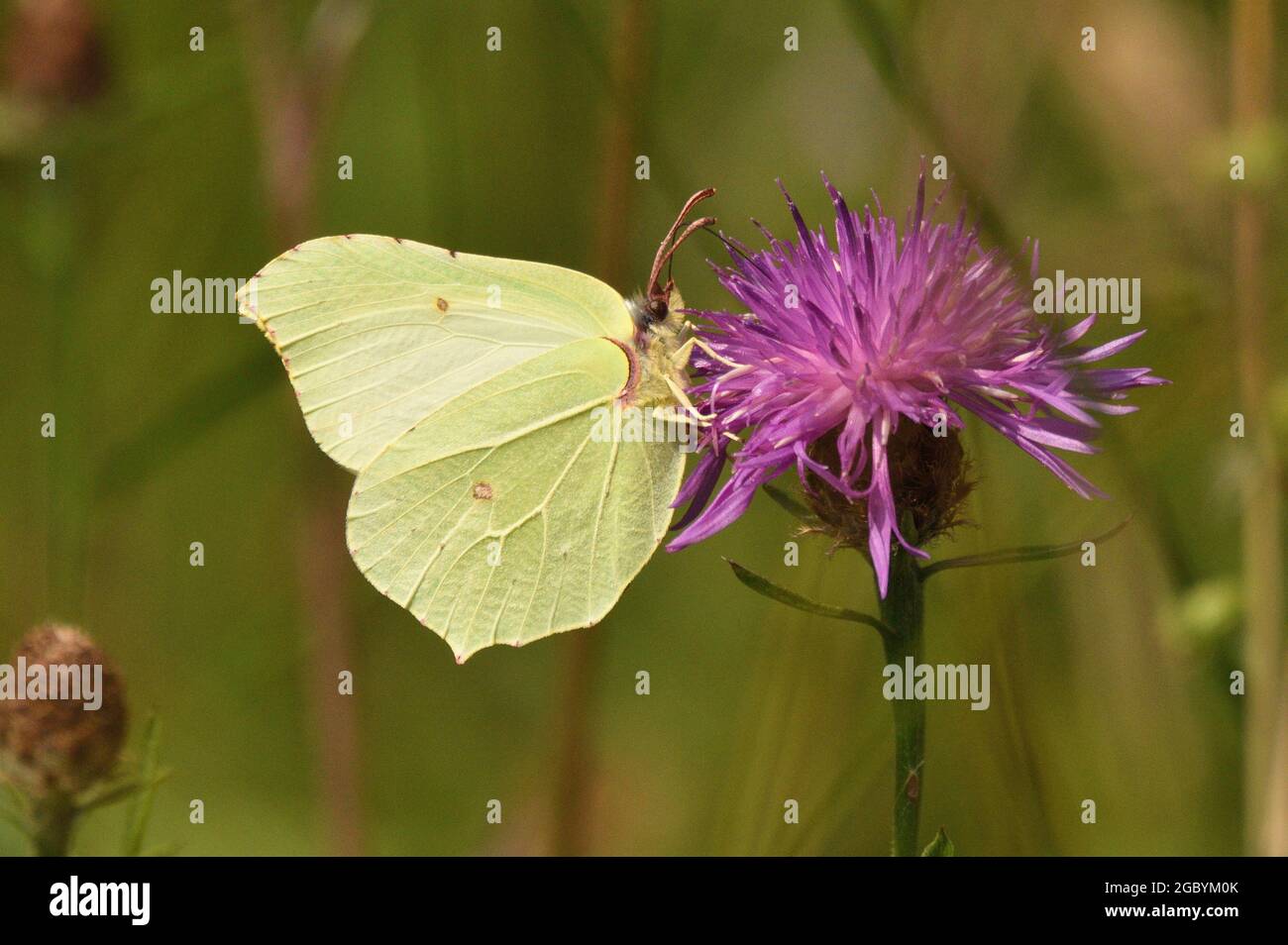 Schmetterling aus Schwefel auf einer größeren Blume aus Knusperkraut. Buckinghamshire, England, Großbritannien. Stockfoto