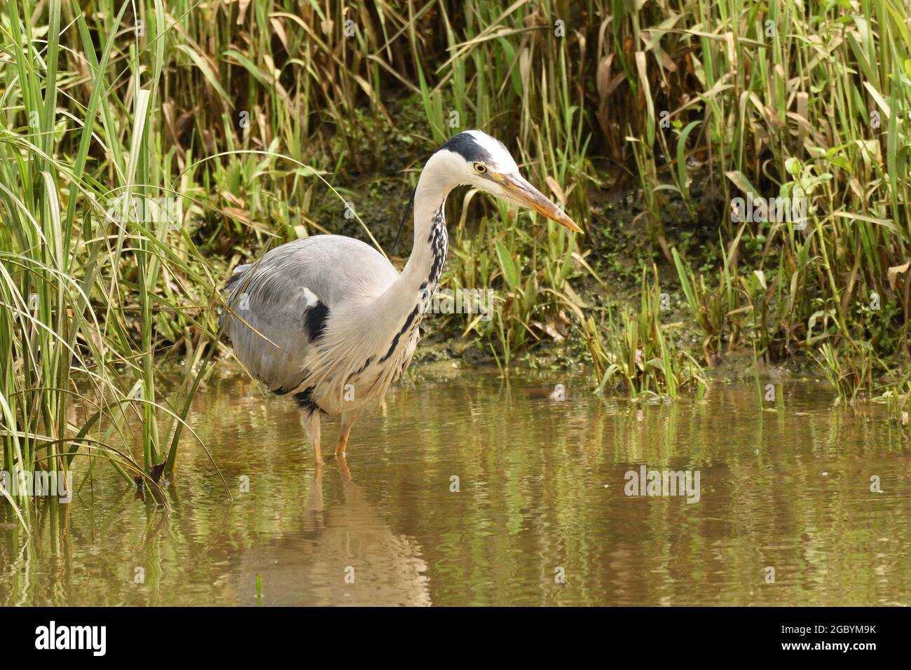 Graureiher Angeln am Rande des Flusses Ouse. East Sussex, England, Großbritannien. Stockfoto