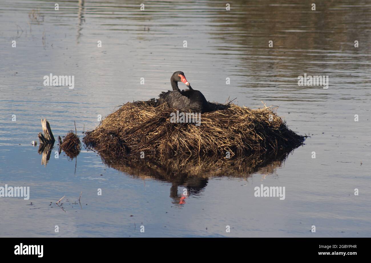 Black Swan Nesting in der Mitte eines Sees Stockfoto