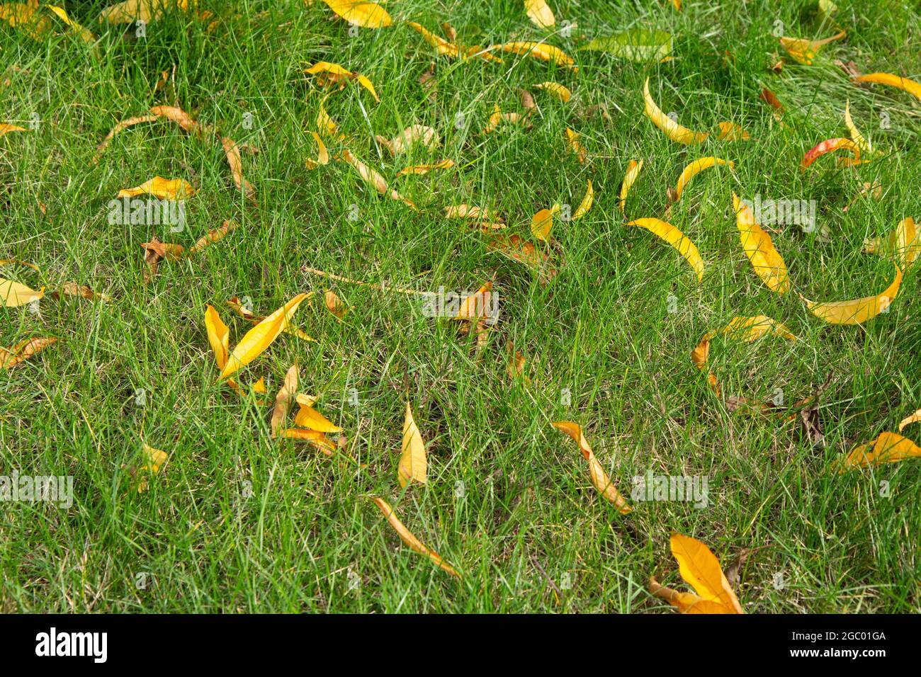 Nektaringelbe Blätter fallen herunter. Obstgarten in der Herbstsaison. Stockfoto