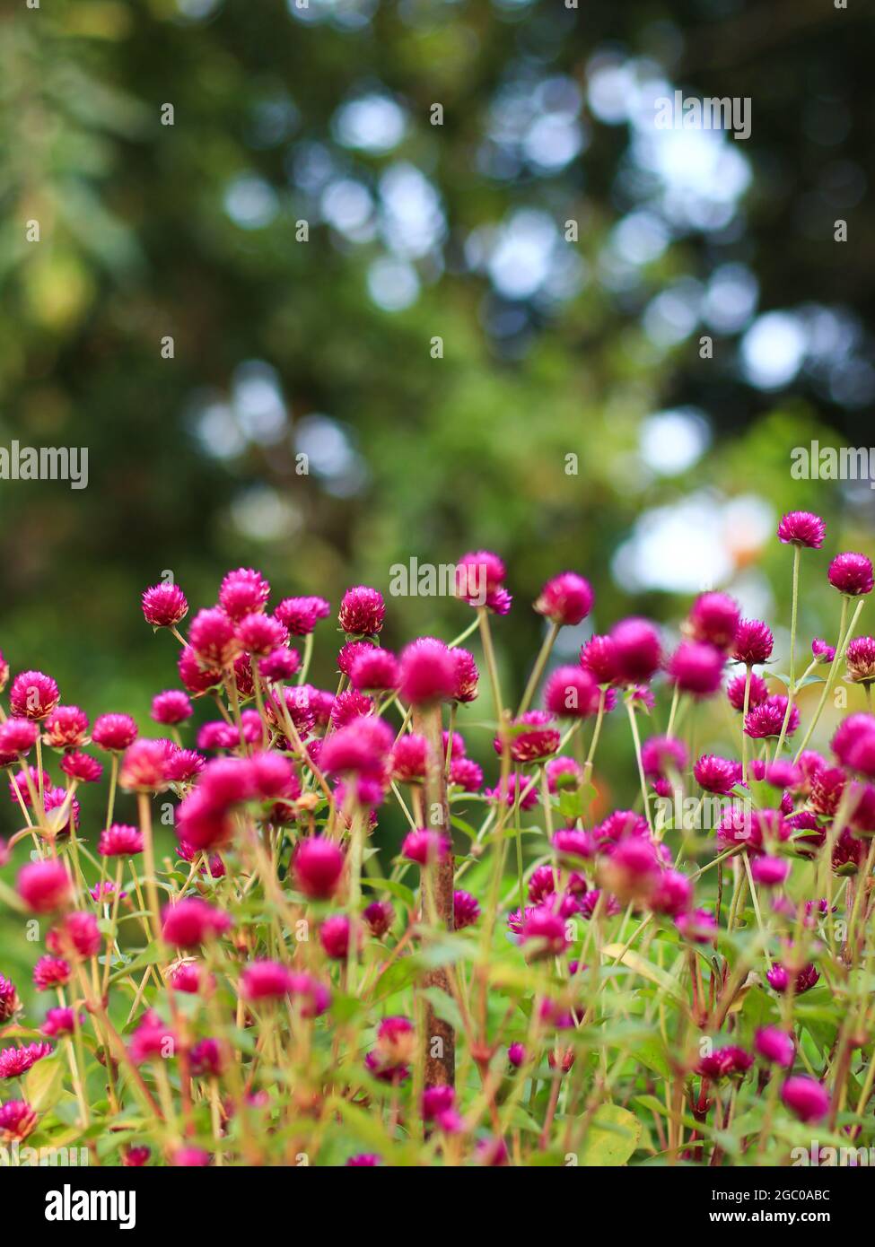 Vertikale Aufnahme einer Gruppe winziger, rosafarbener Blumen im Garten während eines hellen und sonnigen Sommermorgens Stockfoto