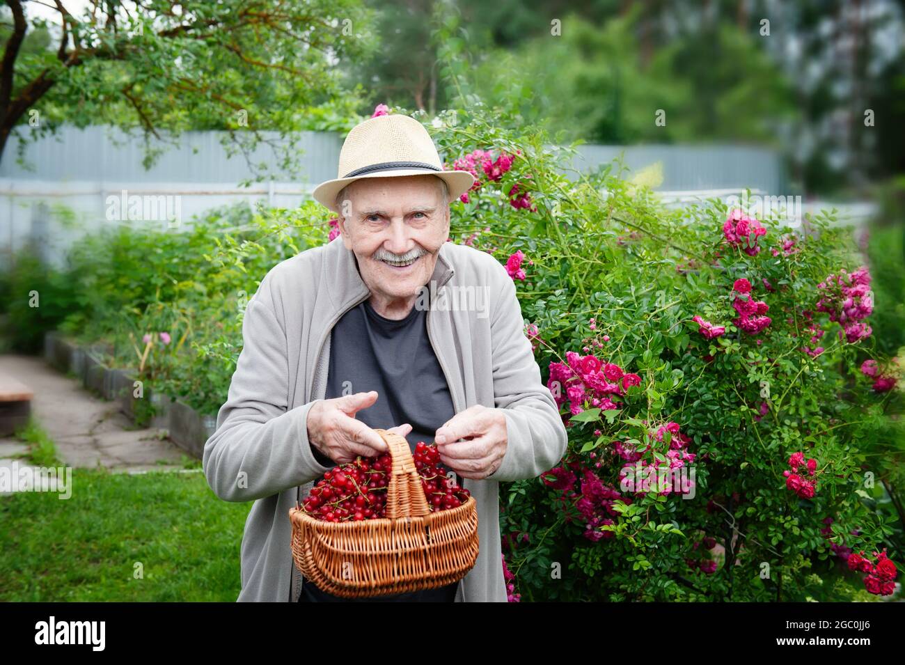 Ein alter Gärtner hält einen Korb mit roten Johannisbeeren in seinen Händen. Früchte wachsen im Stadtgarten. Aktives Alter. Arbeiten Sie an der frischen Luft. Stockfoto