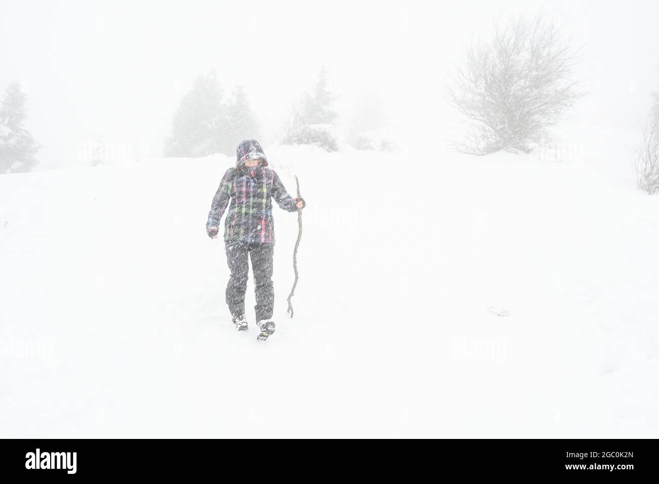Ein Spaziergang durch den Schneesturm im Busch Stockfoto