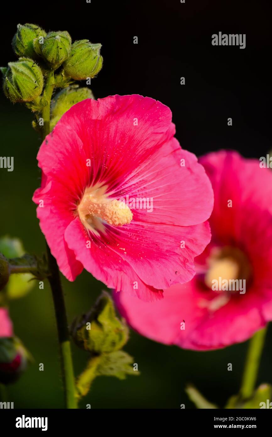 Rosafarbene Okra-Blüten blühten vollständig. Selektiver Fokus verwendet. Stockfoto