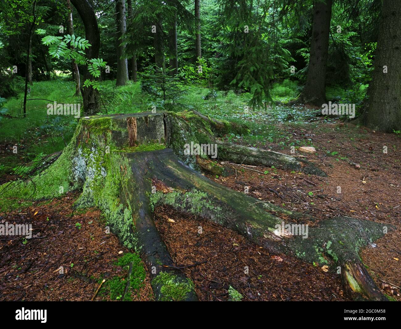 Fichtenwald in der Region Vysocina in der Tschechischen Republik Stockfoto