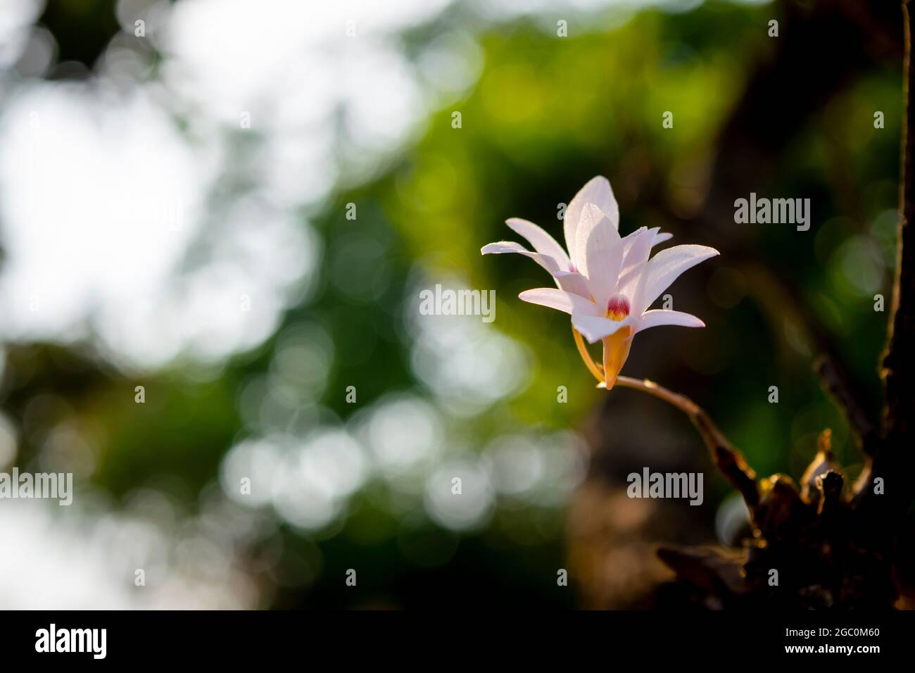 Small Bearded Dendrobium, auch bekannt als bärtige Lippenorchidee, blüht auf dem Baumstamm im Wald. Selektiver Fokus mit Bokeh-Hintergrund verwendet. Stockfoto