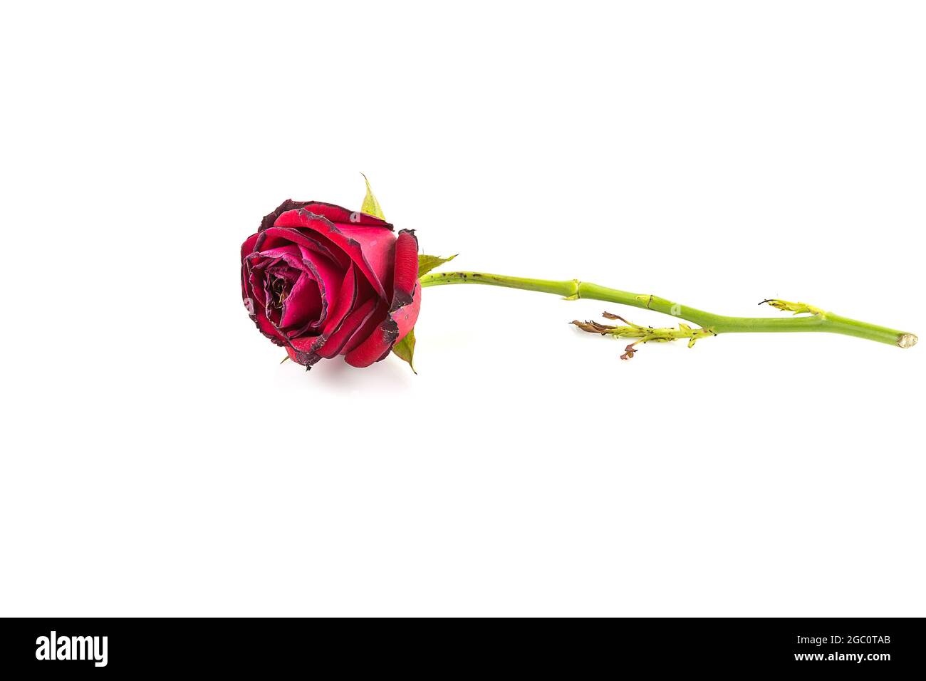 Getrocknete Rosenblüte isoliert auf weißem Hintergrund Stockfoto