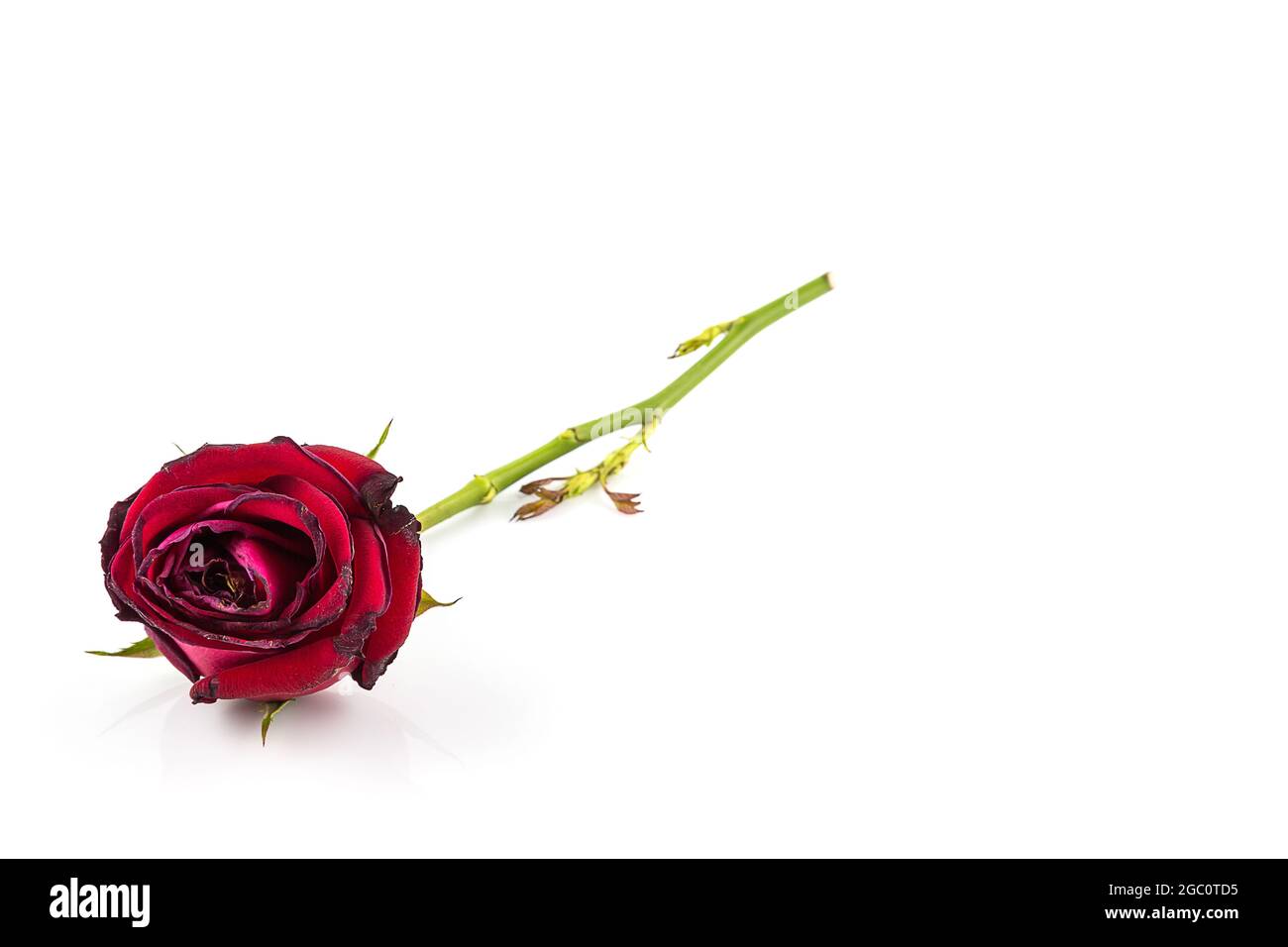 Getrocknete Rosenblüte isoliert auf weißem Hintergrund Stockfoto