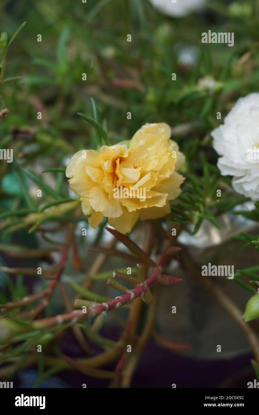 Portulaca Blume mit einem natürlichen Hintergrund. Indonesier nennen es krokot Stockfoto